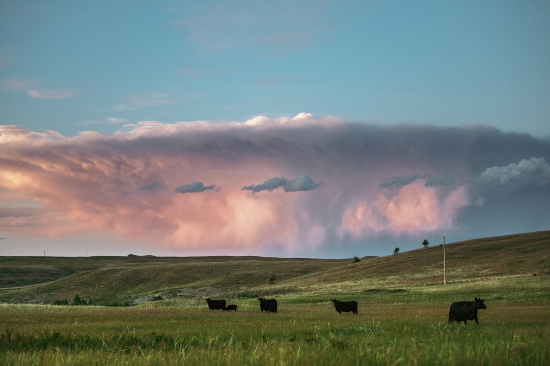 How Old Salt Thinks About Meat