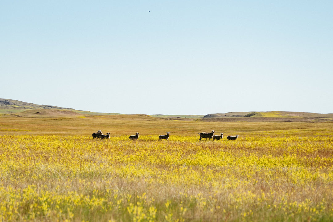 Not Practices, But "The Practice