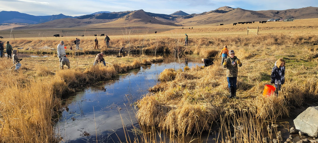 Willow Planting and Ranch Restoration at Sieben Livestock Co.
