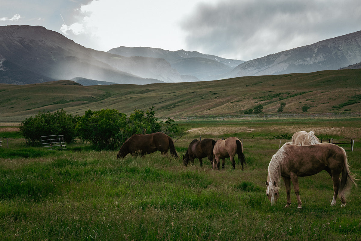 JLRanch-np-9693 resized.jpg__PID:ddc85146-166e-4165-abe3-d72475388aa8
