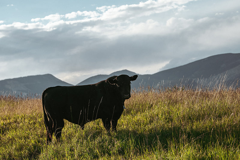 JLRanch-np-9796 web 01.jpg__PID:1882cb51-924a-43a9-9df5-c711d274a9d8