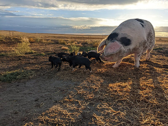 Partner Ranches | Old Salt Co-Op Regenerative Model – Old Salt Co-op