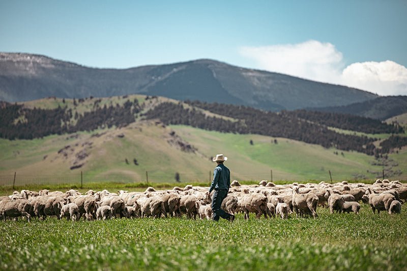 Sieben Livestock Company